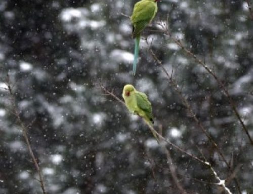 Loros se adaptan a la nieve