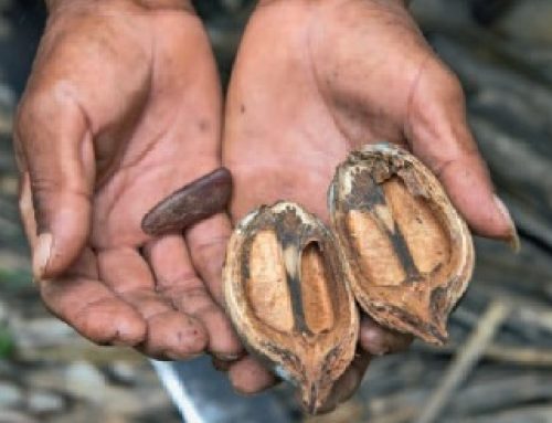 Adaptación al cambio climático en comunidades locales de Bolivia