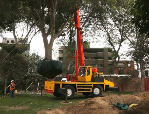 Casa Túpac trasladó más de 30 árboles para salvarlos de la tala
