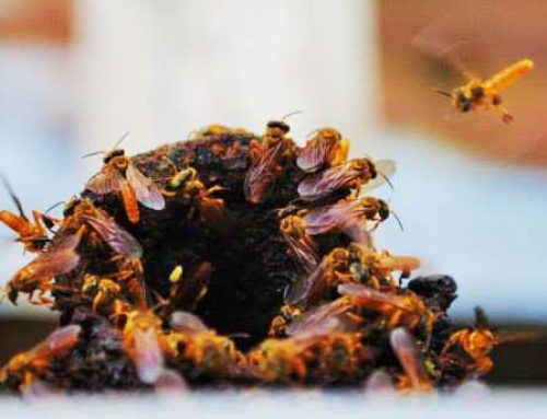 Conoce a Cinana Perú, el único colectivo que colabora con la conservación de abejas nativas en el Perú