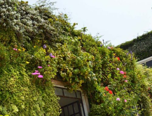 Jardines verticales: una forma de enverdecer la ciudad